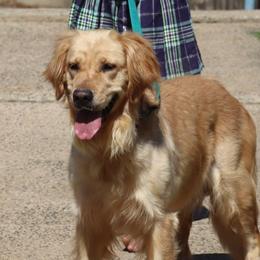 Flower - Golden Retriever