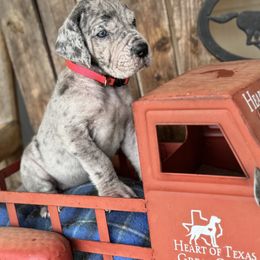 Daisy, hot pink collar - Merle female Great Dane puppy in Wimberley, Texas from Heart of Texas Great Danes