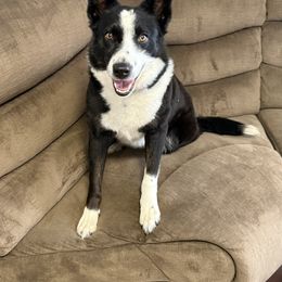 Fig - Border Collie
