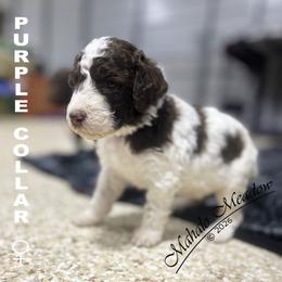 Poodle Puppies from Mahalo Meadow Farm