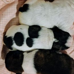 Girl 2 - White and brindle female French Bulldog puppy in Cleveland, Ohio from Pleasant Valley French Bulldogs