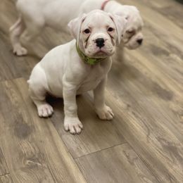 Boxer and French Bulldog Puppies from Treasure Coast Boxer and French Bulldog Puppies