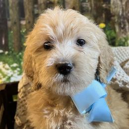 Blue - Cream female Goldendoodle puppy in The Woodlands, Texas from Gracie's Goldendoodles and Bernedoodles