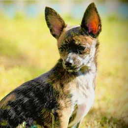 CKC DeerHead Health Tested Bartholomew ENS, ESI - Fawn brindled black male Chihuahua puppy in Scottdale, Pennsylvania from Itty Bitty Boston & Chi Co, Veteran Owned