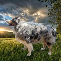 Major - Australian Shepherd