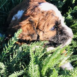Aussiedoodle Puppies from Arena Valley Acres LLC