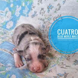 Cuatro - Blue merle male Miniature Australian Shepherd puppy in Kettle Falls, Washington from Ellie's Miniature Australian Shepherds