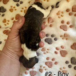 Boy 2 - Red brindle male Whippet puppy in Redmond, Oregon from Chappelle Whippets