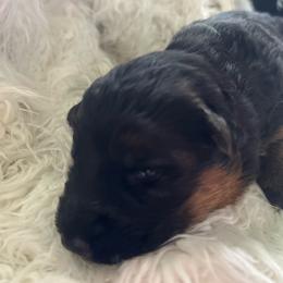 Pink collar - Black and red female German Shepherd puppy in London, Ohio from Rose Trail Siberian’s