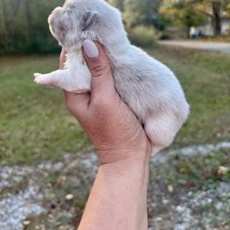 Lavender Merle Parti tri - Lavender female Pomeranian puppy in Knoxville, Tennessee from Posh Parti Poms
