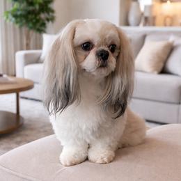 Cooper - Shih Tzu