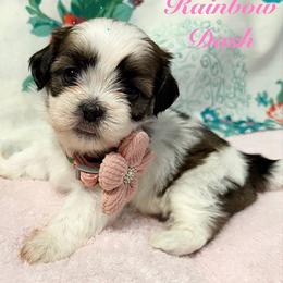 Rainbow dash - Black gold and white female Shih Tzu puppy in Hemet, California from Aloha Shih Tzu