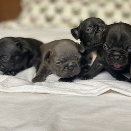 French Bulldogs from All About Frenchies