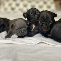 French Bulldogs from All About Frenchies