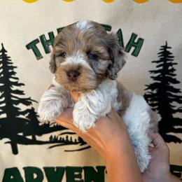 Ridge - Brown roan and tan male Cockapoo puppy in Bountiful, Utah from EasyBreezyDoodles