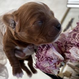 North Star - Apricot female Cavapoo puppy in Tucson, Arizona from Cavapoo Puppy Parade