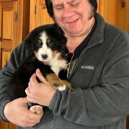Bernese Mountain Dog Puppies from Lonesome Pine Farm