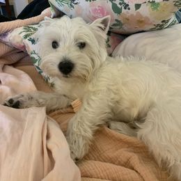West Highland White Terrier All Grown Up from Kilmartin Westies