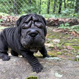 Hera - Black female Chinese Shar-Pei puppy in North Carolina from Amy Mahaffey's Chinese Shar-Pei