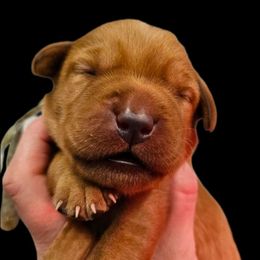 Jimmie - Yellow male Labrador Retriever puppy in Sidney, Nebraska from Nebraska Strong Labradors