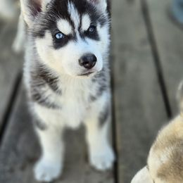 Siberian Husky Puppies from Tevana Siberians LLC