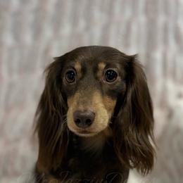Gracie - Dachshund