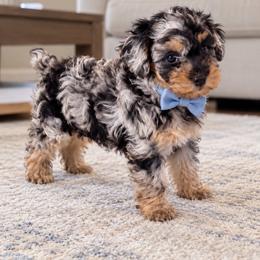 Armand - Blue male Poodle puppy in Bryn Mawr, Pennsylvania from Main line furry friends