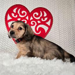 Nicholas - Cream male Dachshund puppy in Pryor, Oklahoma from Mighty Paws Manor