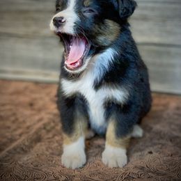 Toy Australian Shepherd Puppies from Roses Halfpint Ranch