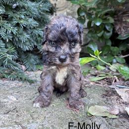Molly - Black and white female Cavapoo puppy in Strasburg, Pennsylvania from Still Water Puppies