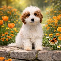Ace - Red  male Goldendoodle puppy in Roseburg, Oregon from Dbos Furry Friends