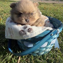 Loki - Cream sable parti male Pomeranian puppy in Grand Junction, Colorado from Royal Paws Of Colorado