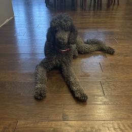 Daisy - Poodle