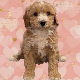 Venus - Apricot female Cavapoo puppy in Coshocton, Ohio from Forever Family Puppies