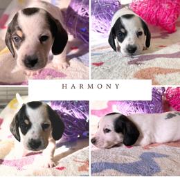 Harmony - Black and cream female Dachshund puppy in Saint Paul, Minnesota from Vibrant Eyes Doxies