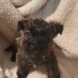 Girl 3 - Cream brindle female Cairn Terrier puppy in Centerville, Texas from Cedar Forrest Terriers LLC (Cairns & Australian Terriers)