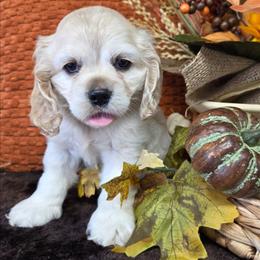 Muffin - Buff female Cocker Spaniel puppy in Greers Ferry, Arkansas from Lake Area Cuddly Cockers