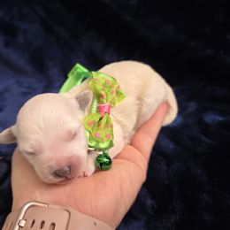 Maltipoo and Poodle Puppies from Cowgirl's Legacy