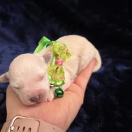 Maltipoo and Poodle Puppies from Cowgirl's Legacy