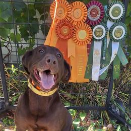 Nikita - Labrador Retriever