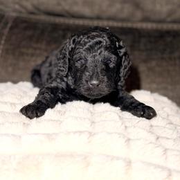 Shadow - Black male Goldendoodle puppy in Richmond, Virginia from Diverse Nurturing Affectionate Doodle Kennel