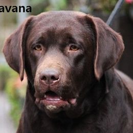 Kona - Labrador Retriever