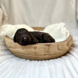 Nutmeg - Chocolate female Labradoodle puppy in Newark, Ohio from Raising Doodles