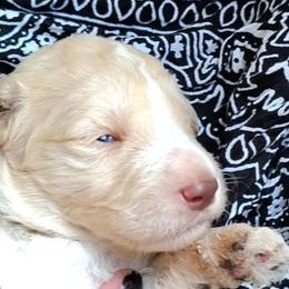 Black collar - Cream male Goldendoodle puppy in Willow Springs, Missouri from Todd Family Homestead