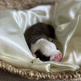 Bulldogs from Alicia Miller