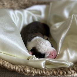 Bulldogs from Alicia Miller