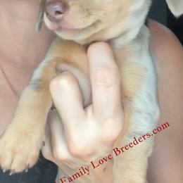 Charming Dapple - Black and white male Companion Cross puppy in Prescott, Arizona from Dachshund Family Love Breeders