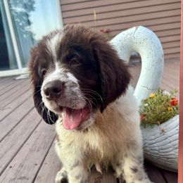 Green Boy - White and brown male Newfoundland puppy in Hale, Missouri from Grand River Newfoundlands