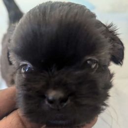 Shih Tzu - Shih Tzu