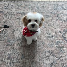 Bernedoodle, Cavapoo, Havanese, and Havapoo Puppies from Lady Paws Puppies - Cassie